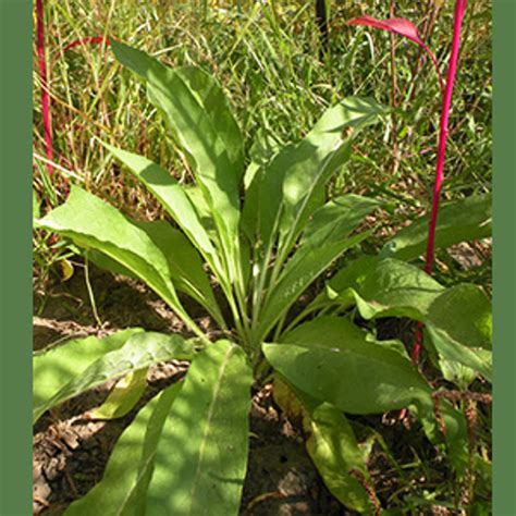 Comfrey - Annie's Heirloom Seeds