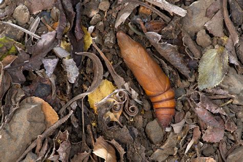 White-lined Sphinx Moths - Gottlieb Native Garden