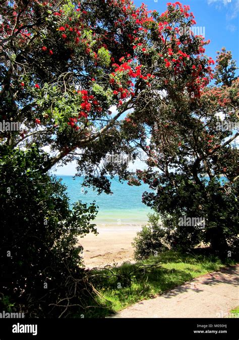 Whangaparaoa Peninsula, New Zealand Stock Photo - Alamy