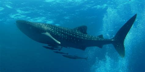 Whale shark - Wikipedia