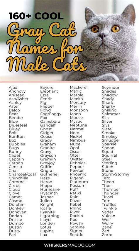 Good Cat Names For Grey Cats