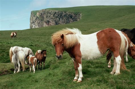 Profil de la race de cheval Shetland Pony