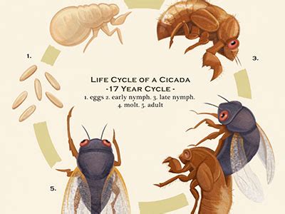 Life Cycle of a Cicada - Illustration by Evette Gabriel on Dribbble