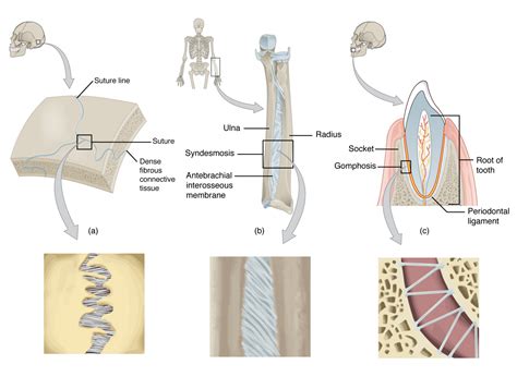 9.2 Fibrous Joints – Anatomy & Physiology