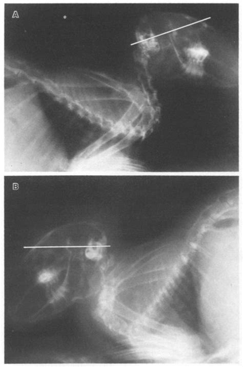 Mike Taylor - Sauropods held their necks erect