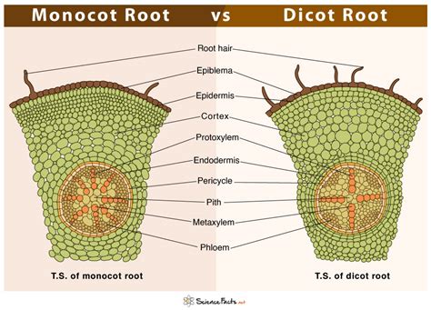 Plant Anatomy Internal Structure Of Dicot Root And Monocot Root Bio ...