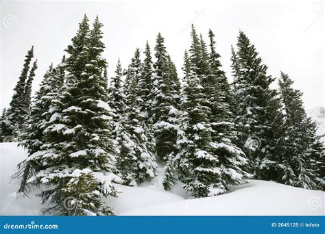 Snow-covered Pine Trees. Royalty Free Stock Photo - Image: 2045125