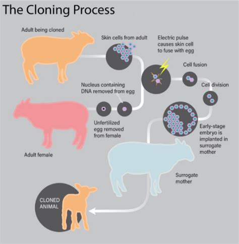 Op-ed: The dangers of cloning - Fung Institute for Engineering Leadership