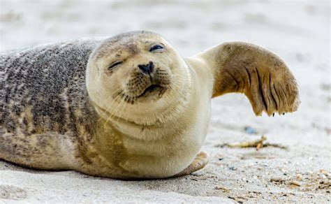 Earless Seals - Ocean Animals