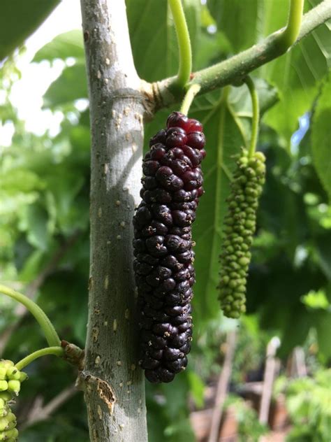 Mulberry Tree Just Eat - Sere Fruit