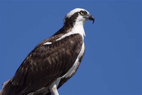 Osprey | Osprey Florida No post-processing done to photo, on… | Flickr