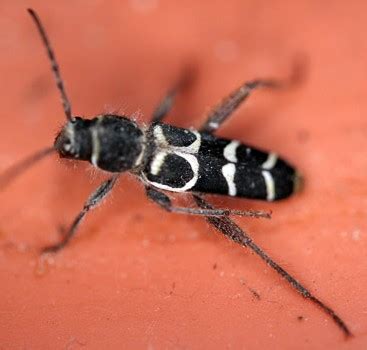 Black White Striped Beetle - Neoclytus caprea - BugGuide.Net