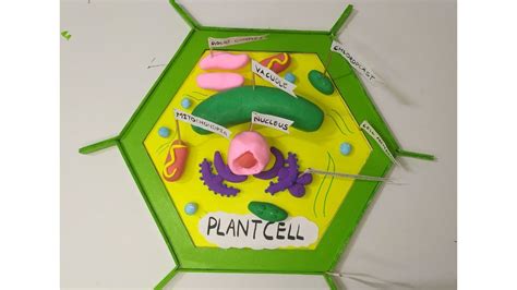 3D Model of Plant Cell | How to make the model of a plant cell using ...