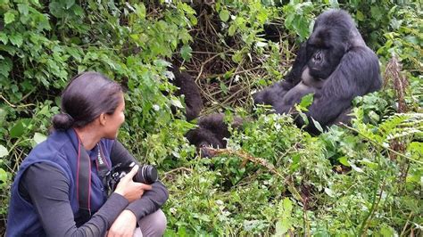 Interested In Gorilla Trekking in Uganda? Here's Everything You Need To ...