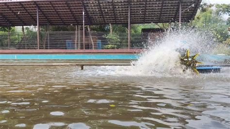 Tambak Udang, Lobster Farm using waterwheel to move the water inside ...