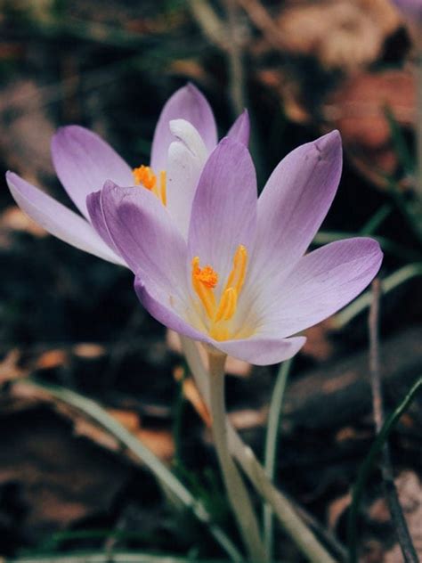 Crocus - One Willow Apothecaries