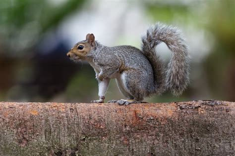 38+ Types of Squirrels - Field Guide (Names, Photos and More) - Outforia