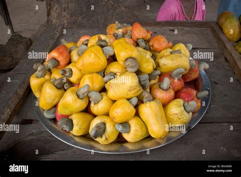 Cashew fruit (Anacardium occidentale) The Gambia, Africa Stock Photo ...