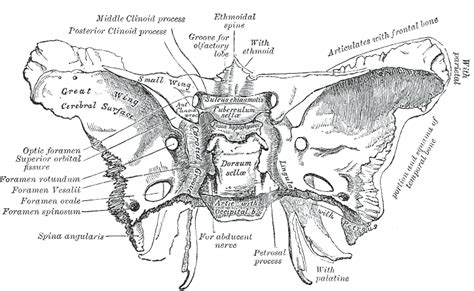 Posterior clinoid processes - Wikipedia