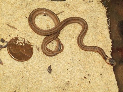 Identify this brown baby Snake?