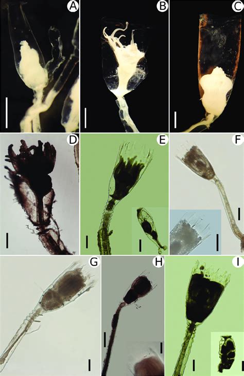 General morphology of species of Campanulariidae and Clytiidae. A ...