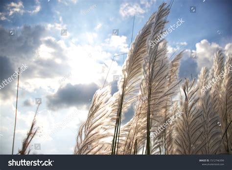 Kash Phool Wild Sugarcanes Sunlight Selective Stock Photo 1512746399 ...