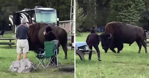 Moments Leading Up to Yellowstone Bison Attack Caught on Camera ...