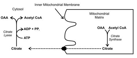 synthesis requires acetyl CoA from citrate shuttle | Leaders in ...