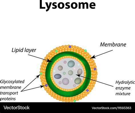 Structure of lysosomes infographics Royalty Free Vector