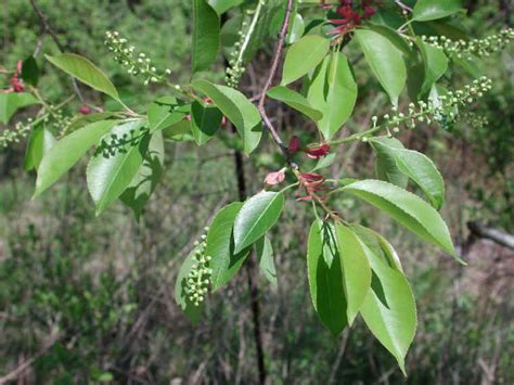 Wild Black Cherry (Prunus serotina) - 12 - Flowering Trees, Bushes and ...