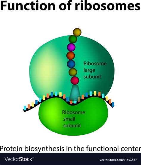 Animal Cell Ribosome Image / A Brief Comparison of Plant Cell Vs ...