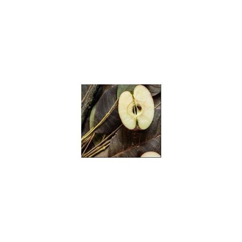 FSS Apple Seed Extract PF