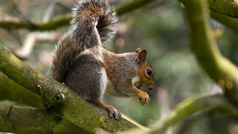 Wallpaper squirrel, tree, climbing, hunting, collecting, food hd ...