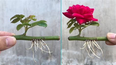 How to Propagate Roses with a Glass of Water: They will bloom within a ...