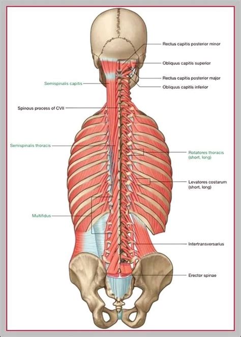 Lower back anatomy pictures - Graph Diagram