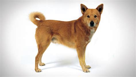 Canaan Dog - Temperament, Lifespan, Shedding, Puppy