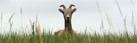 Spotting Wildlife in the Badlands (U.S. National Park Service)