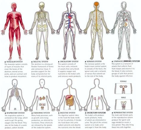 11 body systems and organs | Human body organs, Human body systems ...