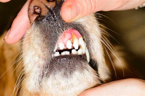 The Four Stages of Pet Dental Disease | Lone Tree Veterinary Medical Center