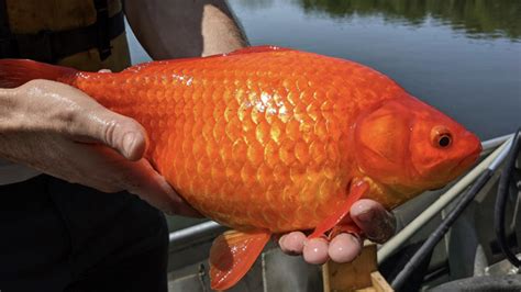 Goldfish (Carassius auratus) | Minnesota DNR