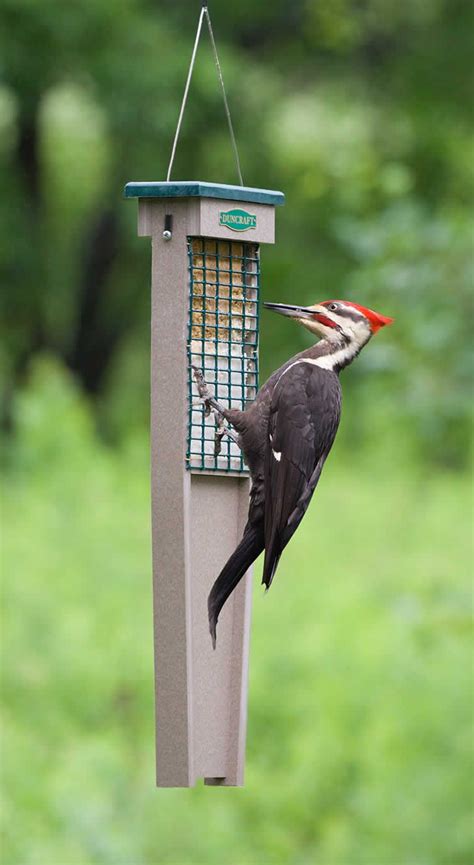 Duncraft.com: Duncraft 30101 Eco-Friendly Tail Prop Suet Feeder | Bird ...