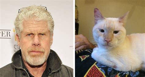 My cat kinda looks like Ron Perlman - Meme Guy