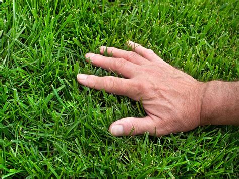 7 Eco-Friendly Lawn Care Tips For a "Greener" Yard | Reader's Digest