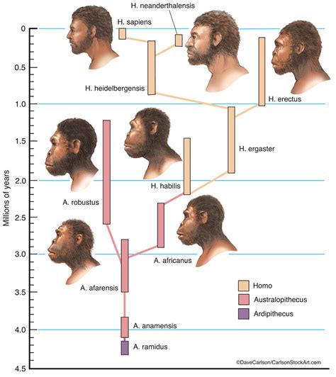 Hominids The Human Family Tree Human Family Tree Evolution Anima ...