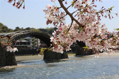 Cherry blossoms - Kintai bridge - Iwakuni, Japan - spring 2013 | Sakura ...