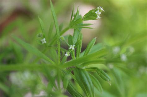 This 'Sticky Weed' Is Probably Growing In Your Yard, And It's Totally ...