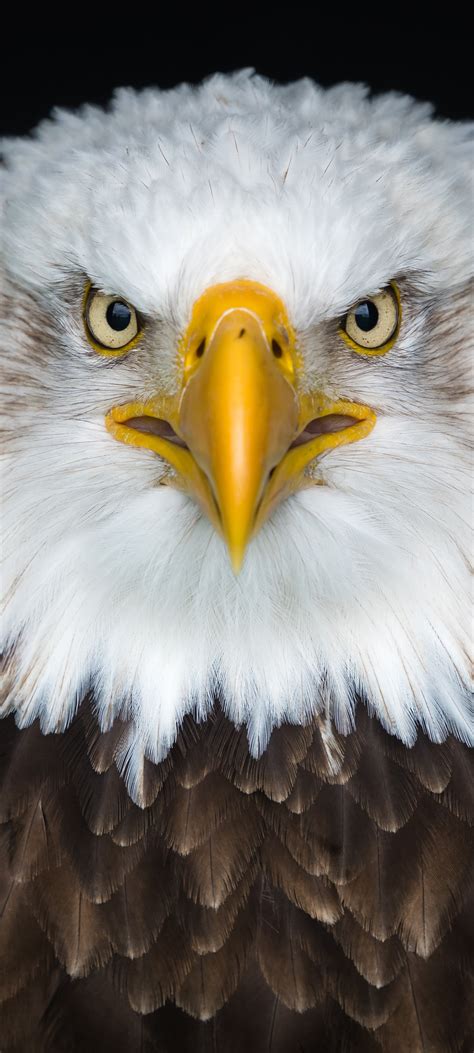 1080x2400 Bald Eagle 8k Google Pixel 7 ,HD 4k Wallpapers,Images ...