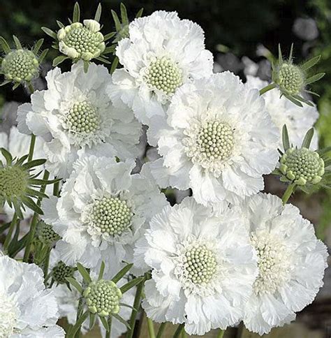 Scabiosa caucasica 'Miss Willmott' ♥♥♥ re pinned by www.huttonandhutton ...