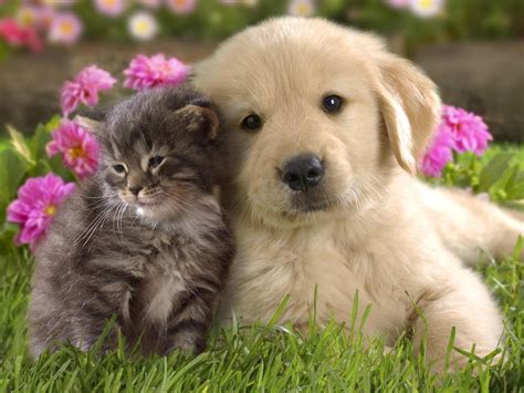 Cute Pictures of Puppies and Kittens Together