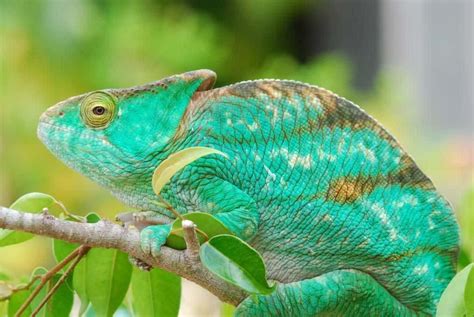 Best Chameleon Breeds For Pets | Pets Animals US